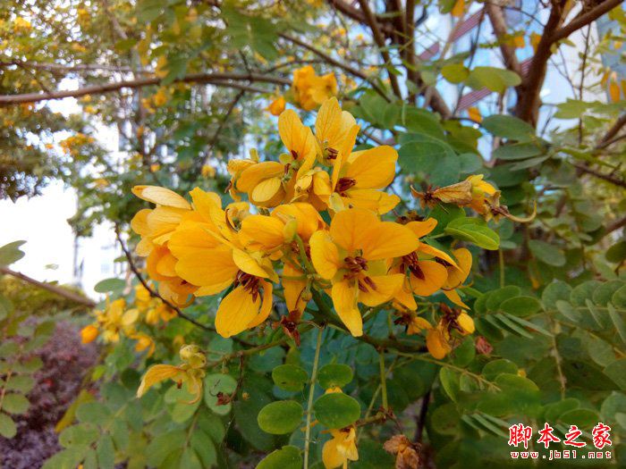 小辣椒S35值得买吗？小辣椒S35手机详细评测图解