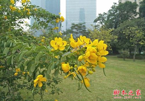 OPPO A57拍照怎么样 OPPO A57拍照样张