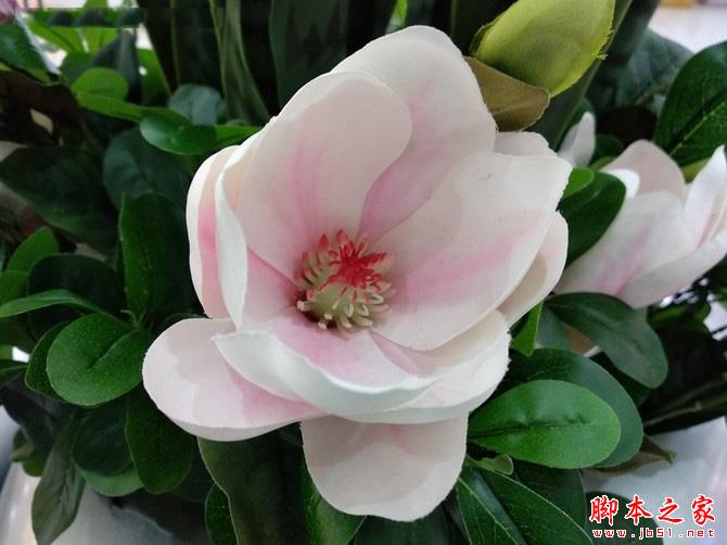 红米5 Plus拍照体验