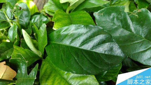 微距样张赏析_中兴AXON天机7第3张图