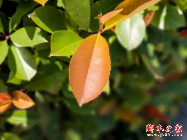 华为nova2值得买吗？华为nova2手机全面详细评测图解