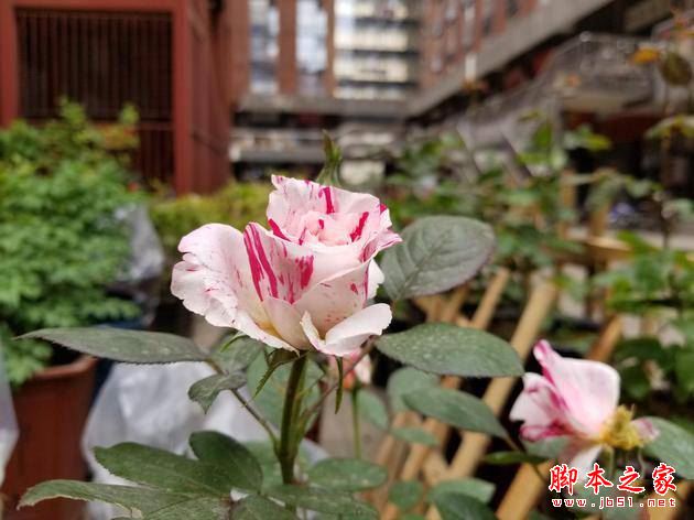 国行三星S8值不值得买？三星Galaxy S8国行版优缺点体验详细评测
