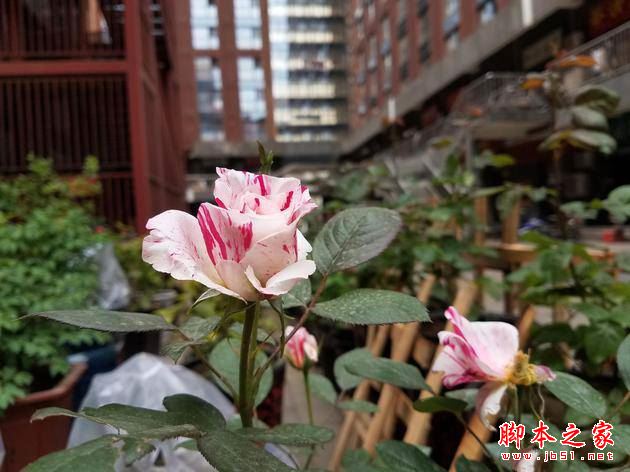 国行三星S8值不值得买？三星Galaxy S8国行版优缺点体验详细评测