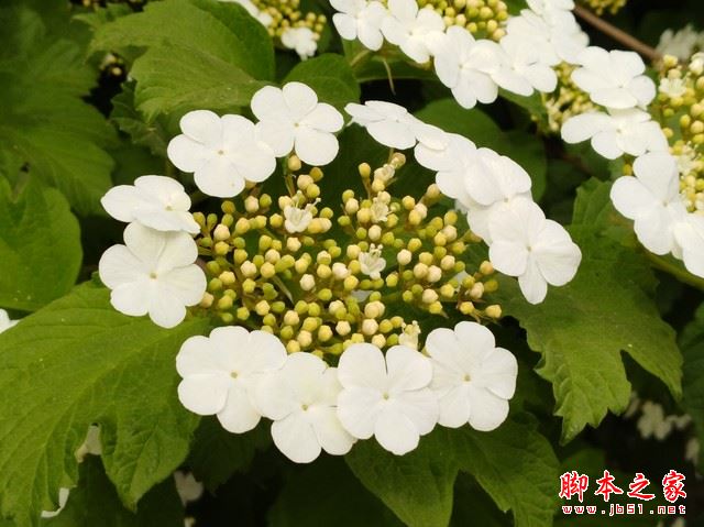 华为畅享7Plus值得买吗？华为畅享7 Plus外观/性能/拍照/续航全面评测图解