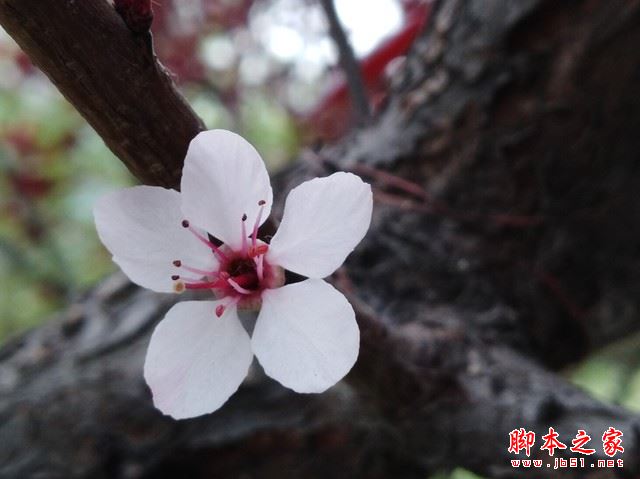 华为畅享7Plus值得买吗？华为畅享7 Plus外观/性能/拍照/续航全面评测图解