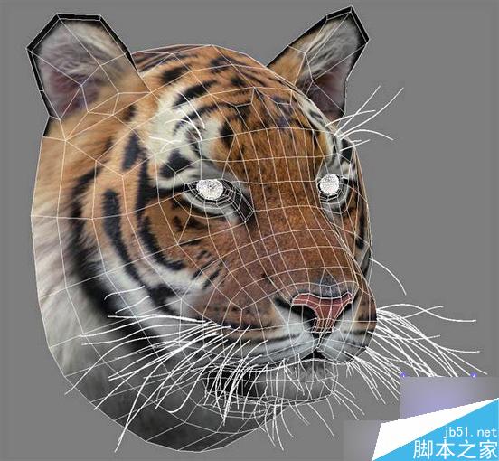 3dsmax制作超逼真的老虎  脚本之家 3dsmax教程