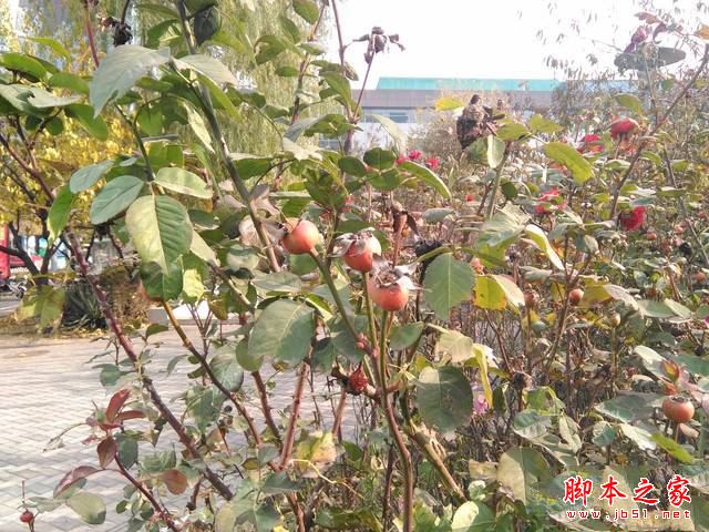 华硕飞马8平板值得买吗？华硕飞马8平板电脑全面深度评测图解
