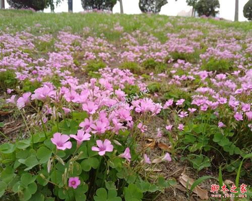 华为平板M3青春版全面详细评测:华为M3青春版能否完胜华为平板M3标准版