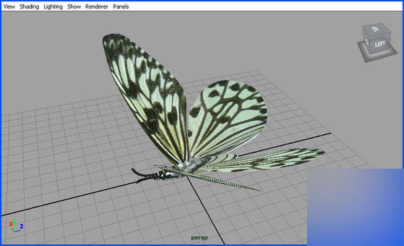 Maya2008制作一只逼真的蝴蝶 脚本之家