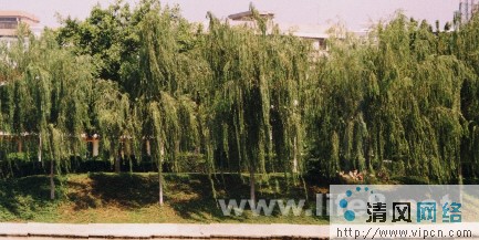 Fireworks效果之水波倒影[多图]图片1