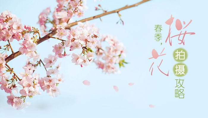 春天樱花摄影技巧    脚本之家