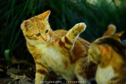 猫的国 专访摄影师丁三郎