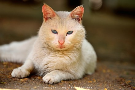 猫的国 专访摄影师丁三郎