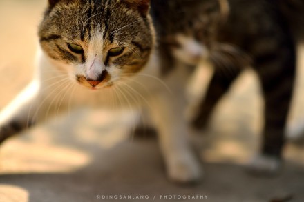 猫的国 专访摄影师丁三郎