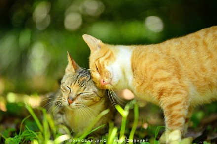 猫的国 专访摄影师丁三郎