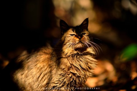 猫的国 专访摄影师丁三郎
