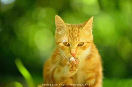 猫的国 专访摄影师丁三郎