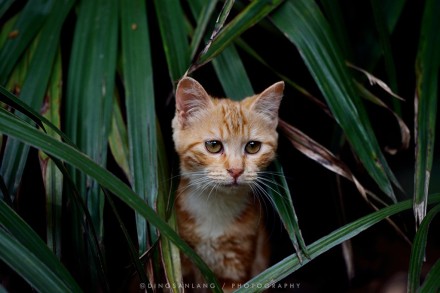 猫的国 专访摄影师丁三郎