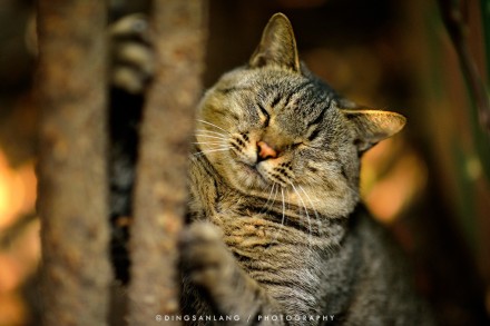 猫的国 专访摄影师丁三郎