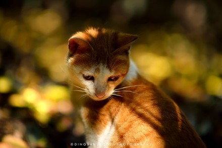 猫的国 专访摄影师丁三郎