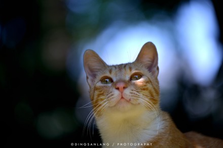 猫的国 专访摄影师丁三郎
