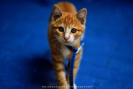 猫的国 专访摄影师丁三郎