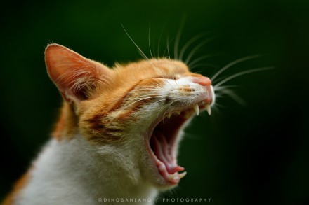 猫的国 专访摄影师丁三郎