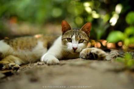 猫的国 专访摄影师丁三郎