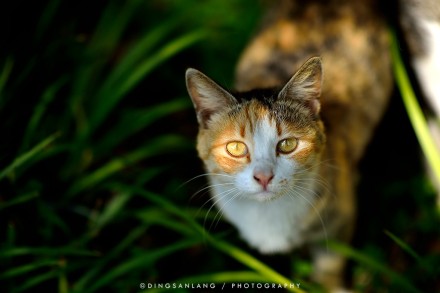 猫的国 专访摄影师丁三郎
