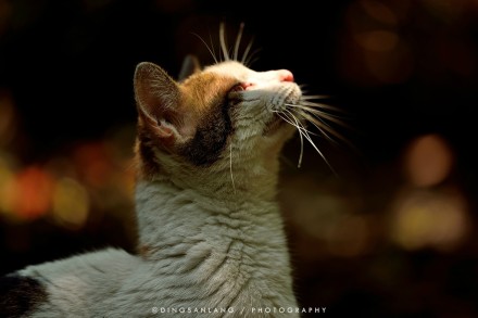 猫的国 专访摄影师丁三郎