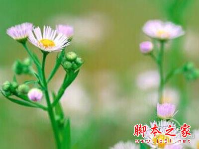 植物