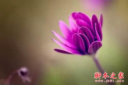 摄影技巧 | 花卉摄影实用技巧