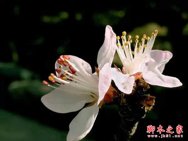摄影技巧 | 花卉摄影实用技巧