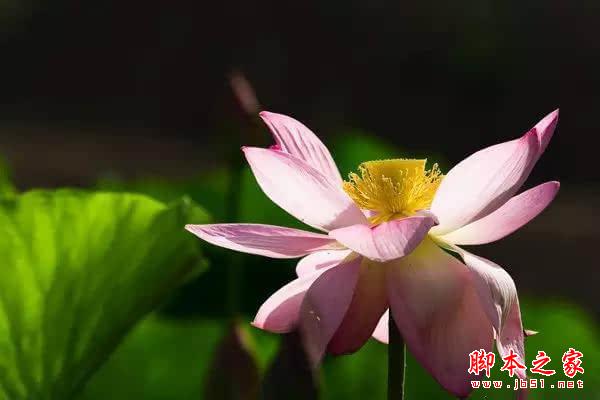 摄影技巧 | 花卉摄影实用技巧