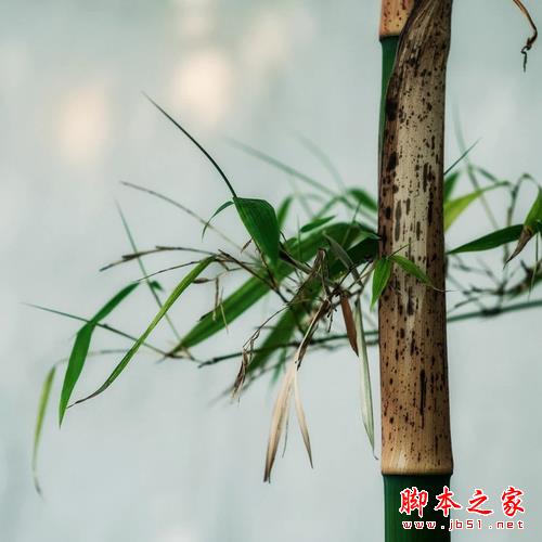 我所理解的摄影美学