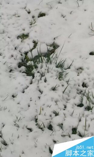 用手机怎样拍出好看的2015冬雪