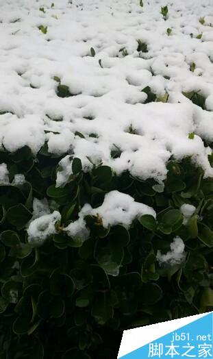 用手机怎样拍出好看的2015冬雪