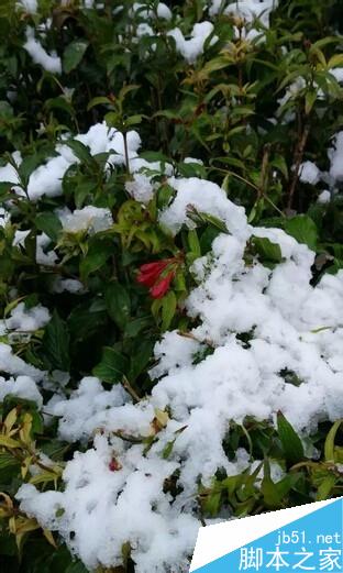 用手机怎样拍出好看的2015冬雪