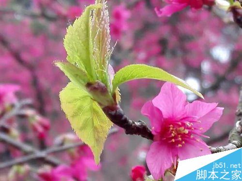 如何使旅游图片在朋友圈更有人气