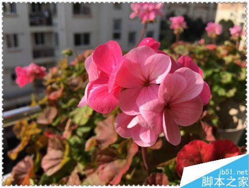 手机拍摄花卉要注意什么？