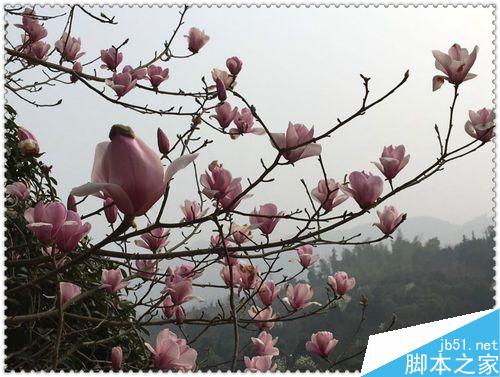 手机拍摄花卉要注意什么？