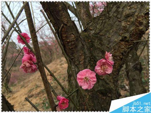 手机拍摄花卉要注意什么？