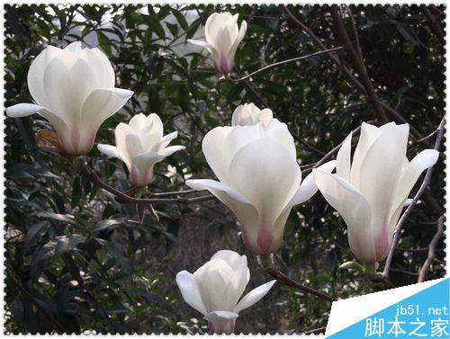 手机拍摄花卉要注意什么？