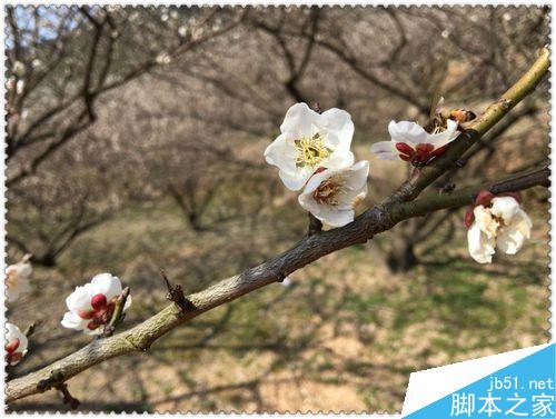 手机拍摄花卉要注意什么？