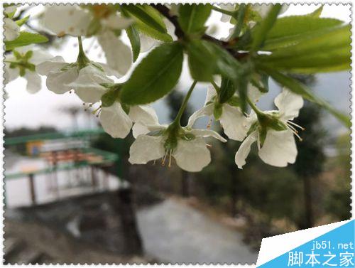手机拍摄花卉要注意什么？