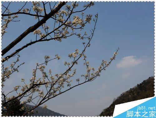 手机拍摄花卉要注意什么？