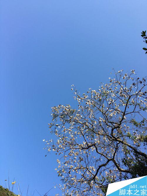 春季出行踏青赏花，介绍一些拍花的技巧