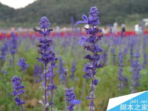 春季出行踏青赏花，介绍一些拍花的技巧