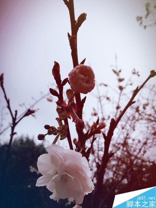 春季出行踏青赏花，介绍一些拍花的技巧