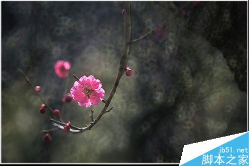 连平桃花摄影技巧— i 摄